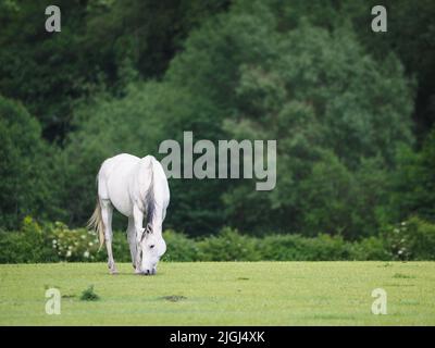 Ein einzelnes graues Pferd grast in einem Sommer-Paddock aus kurzem Gras. Stockfoto