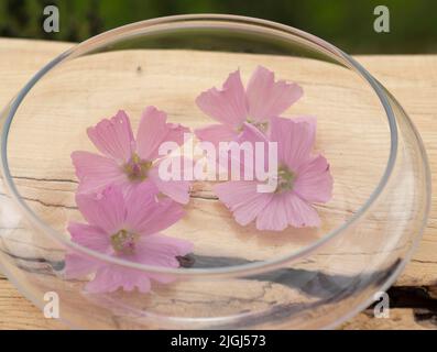 Vier Blumenköpfe von Malva alcea in einer Glasvase Stockfoto