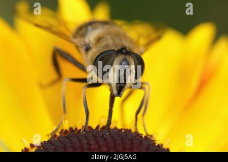 Nahaufnahme einer gewöhnlichen Drohnenfliege, Eristalis tenax, die auf einer gelben Inula-Blume im Garten sitzt Stockfoto