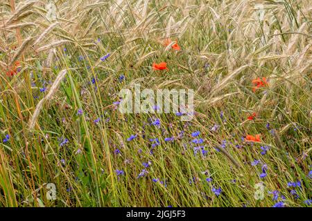 Mohnblumen und Kornblumen zwischen den Blättern reifen Getreides an einem heißen Sommertag. Stockfoto