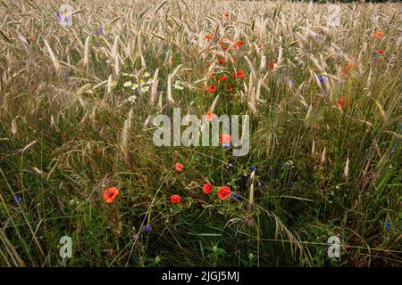 Mohnblumen und Kornblumen zwischen den Blättern reifen Getreides an einem heißen Sommertag. Stockfoto