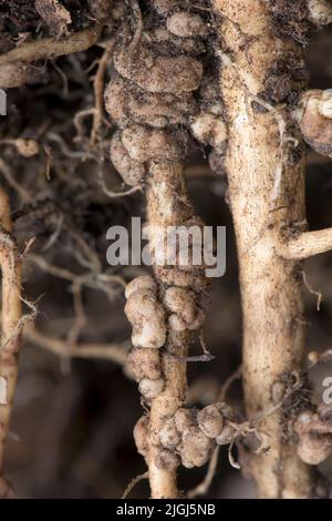 Stickstoff-Fixationsknoten an den Wurzeln der Lupinus-Pflanze (Lupinus spp.), wirksam bei der Fixierung von gasförmigem Nitogen mit symbiotischen rhizobium-Bakterien. Stockfoto