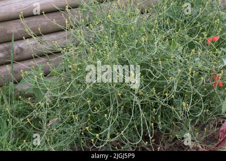 Eine Heckensenf-Pflanze (Sisymbrium officinale) mit kleinen gelben Blüten auf dem Abfallboden, in der Region von berkshire, Juli Stockfoto