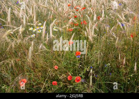 Mohnblumen und Kornblumen zwischen den Blättern reifen Getreides an einem heißen Sommertag. Stockfoto