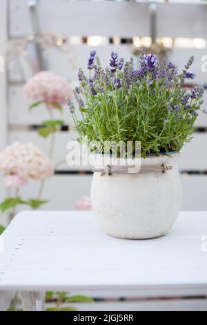 Balkondekoration: Blühender Lavendel in einem rustikalen Keramiktopf auf einem weißen Holztisch Stockfoto