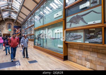 London, Großbritannien - 6.. Juni 2017: Besucher genießen die Ausstellung von Dinosaurierfossilien im Natural History Museum, London. Stockfoto