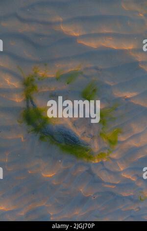 Stein mit Algen unter dem Wasser mit welligen Sonneneinstrahlung Reflexen Stockfoto