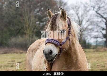 Ein norwegisches Fjordpferd aus nächster Nähe. Das Pferd trägt einen purpurnen Zaumzeug. Stockfoto