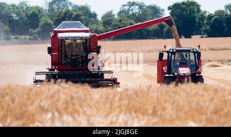 Barley Harvest Great Bardfield Braintree Essex UK Juli 2022. Kombinieren Sie Harvester Ernte Gerste. Gerste wird entweder zur Malzherstellung oder als Tierfutter angebaut. Malz wird als Top-Make-Bier oder Whisky oder in Bäckereien verwendet.Copyright William Edwards Stockfoto