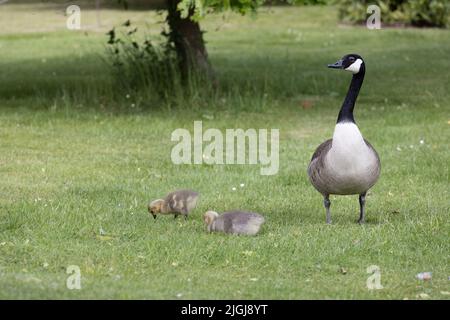 Kanadische Gans mit jungen Grashalmen Branta canadensis Stockfoto