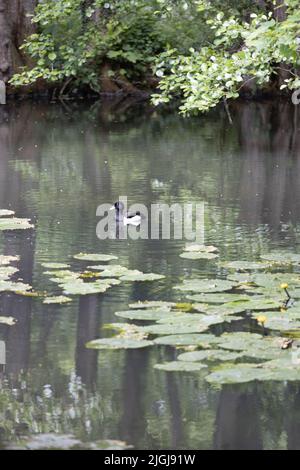 Eine getuftete Ente schwimmt in einem Teich mit Reflexen von Bäumen und Blumen und Fauna. Stockfoto