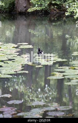 Eine getuftete Ente schwimmt in einem Teich mit Reflexen von Bäumen und Blumen und Fauna. Stockfoto