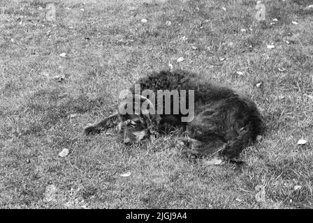 Labradoodle Dog, Medstead, Hampshire, England, Vereinigtes Königreich. Stockfoto