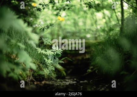 Grüne Pflanzen und Gras in üppigem Wald in der Nähe. Natur Hintergrund Konzept Stockfoto