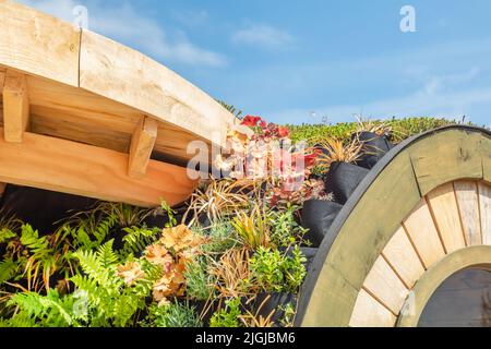 Öko-Holzdach mit grünem Sedum und anderen Dachpflanzen in speziell gestalteten Dachpflanzen bedeckt Stockfoto