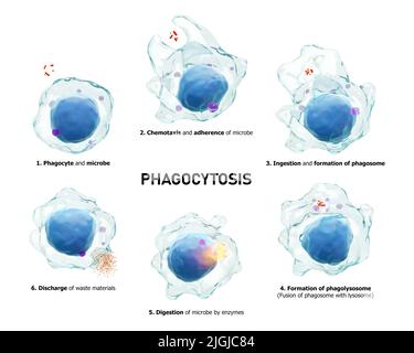 Phagozytose . Schritt für Schritt Prozess der Makrophagen verschluckt und tötet Mikroben . Isolierter weißer Hintergrund . Medizinisches Immunitätskonzept . 3D rende Stockfoto