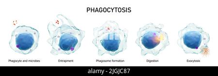 Phagozytose . Schritt für Schritt Prozess der Makrophagen verschluckt und tötet Mikroben . Isolierter weißer Hintergrund . Medizinisches Immunitätskonzept . 3D rende Stockfoto