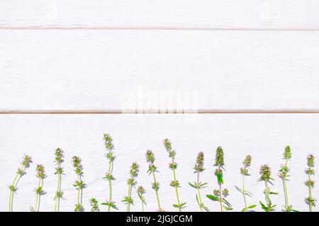 Frische Sommerkräuter, weißer Holzhintergrund, leer Stockfoto