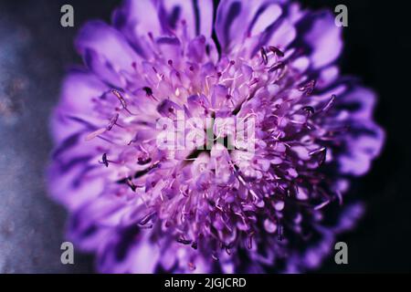 Große lila Aster Nahaufnahme, floralen Hintergrund Stockfoto