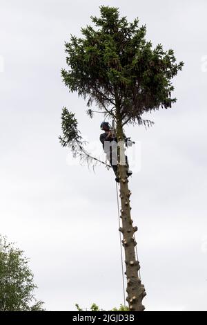 Baumchirurg bei der Arbeit (1 von 5 Bildern) Äste von Kiefern abschneiden, oberen Teil abFällen, dann Stamm mit Benzinkettensäge Seile und Schutzkleidung Stockfoto