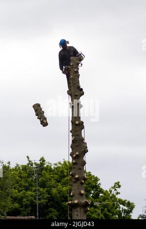 Baumchirurg bei der Arbeit (1 von 5 Bildern) Äste von Kiefern abschneiden, oberen Teil abFällen, dann Stamm mit Benzinkettensäge Seile und Schutzkleidung Stockfoto