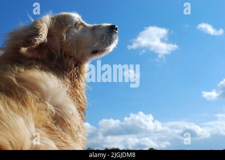 Golden Retriever Basking in Sunlight Blue Sky Stockfoto