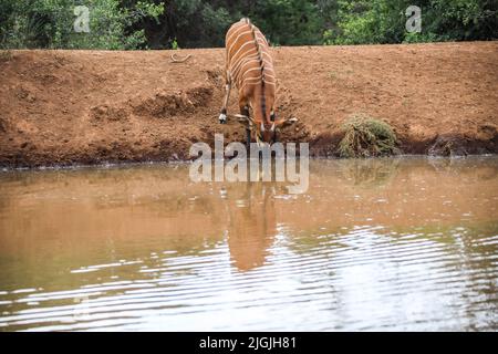 Laikipia, Kenia. 09.. Juli 2022. Im Mount Kenya Wildlife Conservancy in Nyanyuki wird ein vom Aussterben bedrohter Bergbongo mit Trinkwasser gesehen. Die Population der Bergbongos beträgt 66 im Naturschutzgebiet und weniger als 100 weltweit, wie aus einem kürzlich veröffentlichten Bericht über die Tierzählung zu ersehen ist. Kredit: SOPA Images Limited/Alamy Live Nachrichten Stockfoto