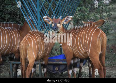 Laikipia, Kenia. 09.. Juli 2022. Im Mount Kenya Wildlife Conservancy in Nyanyuki werden vom Aussterben bedrohte Bergbongos gesehen, die Gras fressen. Die Population der Bergbongos beträgt 66 im Naturschutzgebiet und weniger als 100 weltweit, wie aus einem kürzlich veröffentlichten Bericht über die Tierzählung zu ersehen ist. Kredit: SOPA Images Limited/Alamy Live Nachrichten Stockfoto