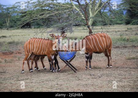 Laikipia, Kenia. 09.. Juli 2022. Im Mount Kenya Wildlife Conservancy in Nyanyuki werden vom Aussterben bedrohte Bergbongos beim Verzehr von Pellets gesehen. Die Population der Bergbongos beträgt 66 im Naturschutzgebiet und weniger als 100 weltweit, wie aus einem kürzlich veröffentlichten Bericht über die Tierzählung zu ersehen ist. Kredit: SOPA Images Limited/Alamy Live Nachrichten Stockfoto