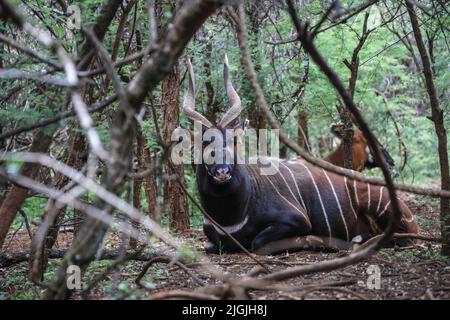 Laikipia, Kenia. 09.. Juli 2022. Vom Aussterben bedrohte Bergbongos werden im Mount Kenya Wildlife Conservancy in Nyanyuki gesehen. Die Population der Bergbongos beträgt 66 im Naturschutzgebiet und weniger als 100 weltweit, wie aus einem kürzlich veröffentlichten Bericht über die Tierzählung zu ersehen ist. Kredit: SOPA Images Limited/Alamy Live Nachrichten Stockfoto