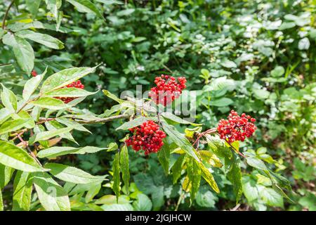 Nahaufnahme eines rotberriedeten Älteren, Sambucus racemosa, der am Waldrand mit frischen grünen Blättern und hellroten Berries steht Stockfoto