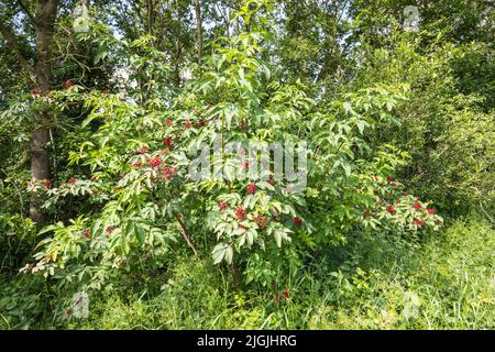 Nahaufnahme eines rotberriedeten Älteren, Sambucus racemosa, der am Waldrand mit frischen grünen Blättern und hellroten Berries steht Stockfoto