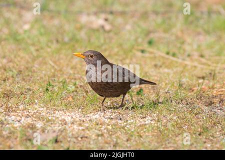 Amsel, Turdus merula, Männchen auf dem Boden im Gras mit orangefarbenem Schnabel und dunklem bis schwarzem Gefieder Stockfoto