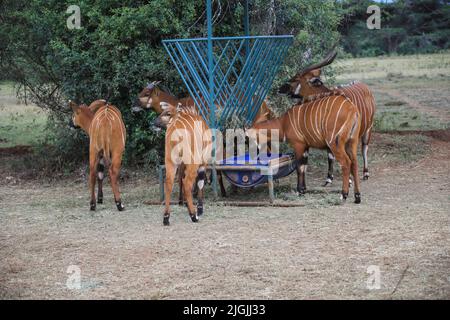 Laikipia, Kenia. 09.. Juli 2022. Im Mount Kenya Wildlife Conservancy in Nyanyuki werden vom Aussterben bedrohte Bergbongos gesehen, die Gras fressen. Die Population der Bergbongos beträgt 66 im Naturschutzgebiet und weniger als 100 weltweit, wie aus einem kürzlich veröffentlichten Bericht über die Tierzählung zu ersehen ist. (Foto von John Ochieng/SOPA Images/Sipa USA) Quelle: SIPA USA/Alamy Live News Stockfoto