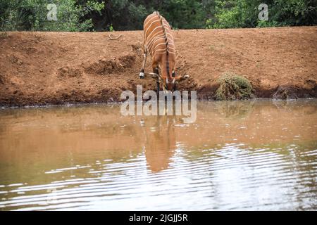 Laikipia, Kenia. 09.. Juli 2022. Im Mount Kenya Wildlife Conservancy in Nyanyuki wird ein vom Aussterben bedrohter Bergbongo mit Trinkwasser gesehen. Die Population der Bergbongos beträgt 66 im Naturschutzgebiet und weniger als 100 weltweit, wie aus einem kürzlich veröffentlichten Bericht über die Tierzählung zu ersehen ist. (Foto von John Ochieng/SOPA Images/Sipa USA) Quelle: SIPA USA/Alamy Live News Stockfoto