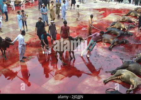 Pakistanische muslimische Anhänger schlachten Kühe nach Eid al-Adha, dem Festival of Sacrifice (Qurbani) Gebet in der Darul Uloom Jamia Naeemia Moschee mit SOPs in Lahore. Die Muslime feiern Eid al-Adha oder Opferfest, den zweiten von zwei islamischen Feiertagen, die weltweit gefeiert werden, um das Ende der jährlichen Pilgerfahrt oder Hadsch in die saudische heilige Stadt Mekka zu markieren und markiert die Bereitschaft des Propheten Ibrahim, Abraham, Christen und Juden, seinen Sohn zu opfern. Während des Urlaubs, der an den meisten Orten vier Tage dauert, schlachten Muslime Schafe, Ziegen, Kühe und Kamele, um des Propheten Abr zu gedenken Stockfoto