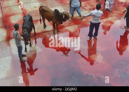 Pakistanische muslimische Anhänger schlachten Kühe nach Eid al-Adha, dem Festival of Sacrifice (Qurbani) Gebet in der Darul Uloom Jamia Naeemia Moschee mit SOPs in Lahore. Die Muslime feiern Eid al-Adha oder Opferfest, den zweiten von zwei islamischen Feiertagen, die weltweit gefeiert werden, um das Ende der jährlichen Pilgerfahrt oder Hadsch in die saudische heilige Stadt Mekka zu markieren und markiert die Bereitschaft des Propheten Ibrahim, Abraham, Christen und Juden, seinen Sohn zu opfern. Während des Urlaubs, der an den meisten Orten vier Tage dauert, schlachten Muslime Schafe, Ziegen, Kühe und Kamele, um des Propheten Abr zu gedenken Stockfoto