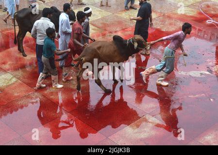 Pakistanische muslimische Anhänger schlachten Kühe nach Eid al-Adha, dem Festival of Sacrifice (Qurbani) Gebet in der Darul Uloom Jamia Naeemia Moschee mit SOPs in Lahore. Die Muslime feiern Eid al-Adha oder Opferfest, den zweiten von zwei islamischen Feiertagen, die weltweit gefeiert werden, um das Ende der jährlichen Pilgerfahrt oder Hadsch in die saudische heilige Stadt Mekka zu markieren und markiert die Bereitschaft des Propheten Ibrahim, Abraham, Christen und Juden, seinen Sohn zu opfern. Während des Urlaubs, der an den meisten Orten vier Tage dauert, schlachten Muslime Schafe, Ziegen, Kühe und Kamele, um des Propheten Abr zu gedenken Stockfoto