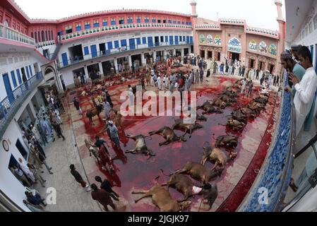 Pakistanische muslimische Anhänger schlachten Kühe nach Eid al-Adha, dem Festival of Sacrifice (Qurbani) Gebet in der Darul Uloom Jamia Naeemia Moschee mit SOPs in Lahore. Die Muslime feiern Eid al-Adha oder Opferfest, den zweiten von zwei islamischen Feiertagen, die weltweit gefeiert werden, um das Ende der jährlichen Pilgerfahrt oder Hadsch in die saudische heilige Stadt Mekka zu markieren und markiert die Bereitschaft des Propheten Ibrahim, Abraham, Christen und Juden, seinen Sohn zu opfern. Während des Urlaubs, der an den meisten Orten vier Tage dauert, schlachten Muslime Schafe, Ziegen, Kühe und Kamele, um des Propheten Abr zu gedenken Stockfoto