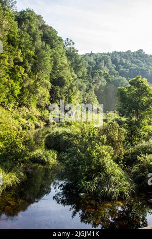 Fluss, der durch den dichten Tsitsikamma-Wald fließt, im Garden Route National Park von Südafrika. Stockfoto