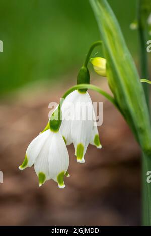 Giant Snowdrop 'Galanthus Elwesii', Bushy Park, London, England, Großbritannien Stockfoto