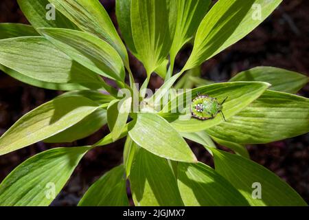 Grüner Käfer auf grünen Blättern. Nahaufnahme. Stockfoto