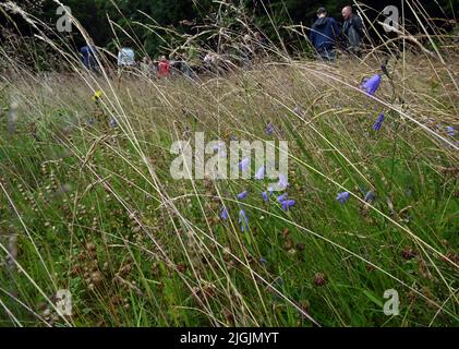 11. Juli 2022, Thüringen, Schmiedefeld am Rennsteig: Gäste der Veranstaltung besuchen eine Bergwiese zum offiziellen Start des groß angelegten Naturschutzprojekts „Bäche, Mauren und Bergwiesen im Thüringer Wald“. Das Bundesumweltministerium, das Thüringer Umweltministerium, der Bund und die Naturstiftung David starten das Projekt. Durch menschliches Eingreifen können Ströme und Moor ihre ökologischen Funktionen nur eingeschränkt erfüllen. Mangelnde landwirtschaftliche Nutzung gefährdet die Zukunft wertvoller Bergwiesen. Dies hat negative Folgen für die Stockfoto