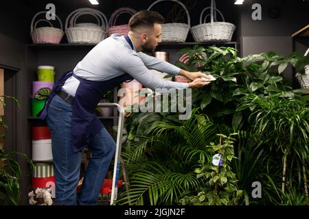 Inhaber eines Unternehmens für die Pflege des Büros und frische Blumen in Töpfen Stockfoto