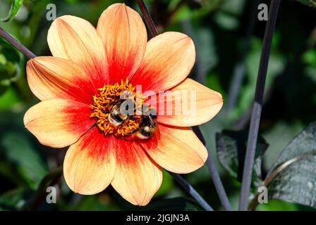 Nahaufnahme mit zwei Hummeln auf einer großen exotischen Dahlienblüte im Frühling Stockfoto
