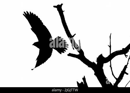 Rundflug Falke Silhouette Stockfoto