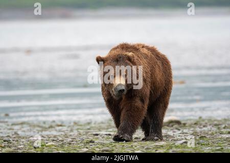 Alaskan Braunbär sät mit Schlamm auf seiner Schnauze von klammenden Spaziergängen entlang des Ufers einer Schlammflamme bei Ebbe im McNeil River State Game Sanctuary und Re Stockfoto