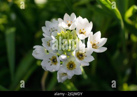 Ornithogalum White Spike Stockfoto