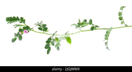 Grüne Kichererbsen verzweigen isoliert auf weißem Hintergrund. Kichererbsen in der Hülse und Blumen Stockfoto
