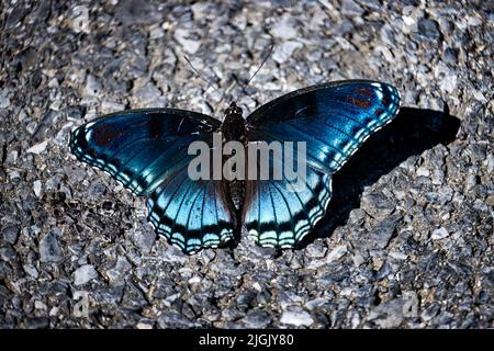 Ein blau irisierender, rot gefleckter, purpurner Schmetterling, Limenitis arthemis astyana, der im Frühjahr oder Sommer mit ausgestreckten Flügeln auf der Straße sitzt Stockfoto